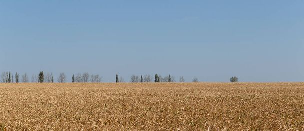 Rozciąga pola z dojrzałą kukurydzą. Pole kukurydzy późną jesienią. Wszędzie brązowa kukurydza paszowa. - Zdjęcie, obraz