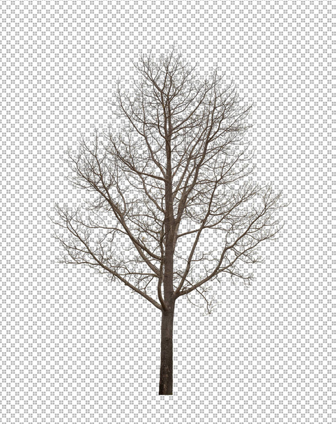 Martwe drzewo na przezroczystym tle obrazu ze ścieżką wycinania, pojedyncze drzewo ze ścieżką wycinania i kanałem alfa  - Zdjęcie, obraz