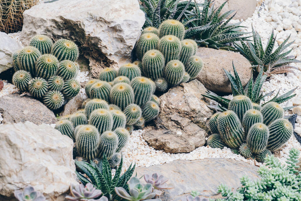 Зростання кактуса в ботанічному саду. кактус це тип рослин, які можуть зберігати велику кількість води і виживати в надзвичайно гарячих і сухих середовищах
. - Фото, зображення