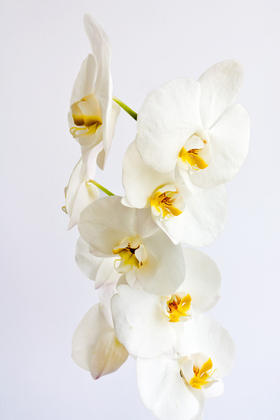 White Orchids - Photo, Image