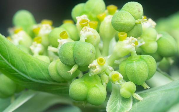 Nahaufnahme der wilden Euphorbia heterophylla  - Foto, Bild