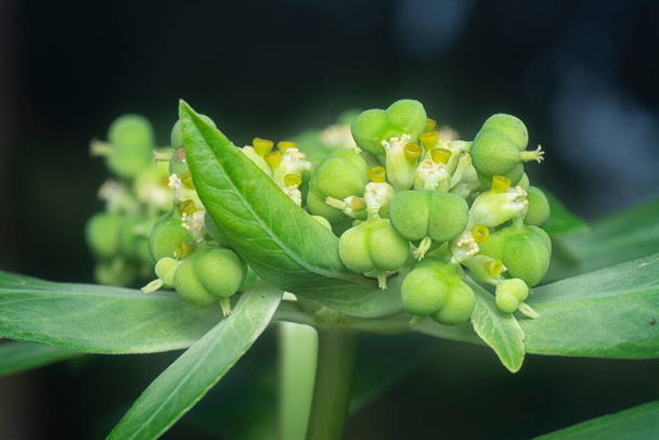 Vahşi Euphorbia heterofilla otunun yakın çekimi.  - Fotoğraf, Görsel
