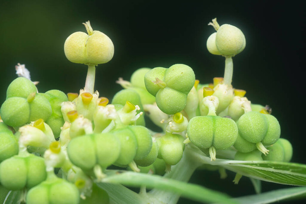 close shot of the wild euphorbia heterophylla weed  - Photo, Image