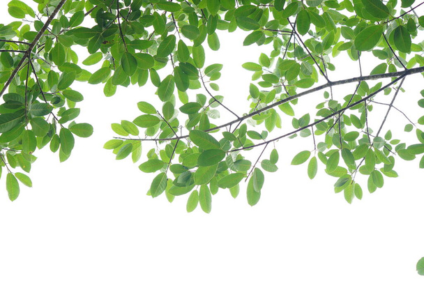 Зеленый лист и ветви на белом фоне - Фото, изображение
