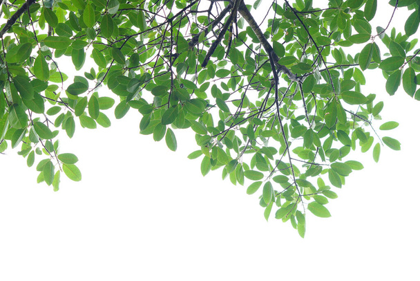 Groen blad en takken op witte achtergrond - Foto, afbeelding