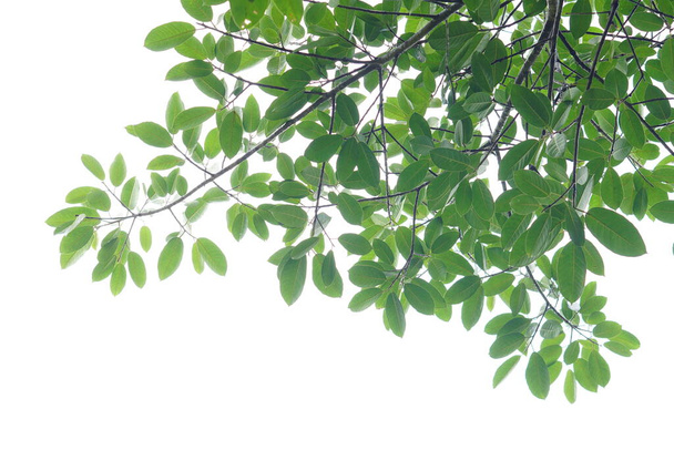 Hoja verde y ramas sobre fondo blanco - Foto, imagen