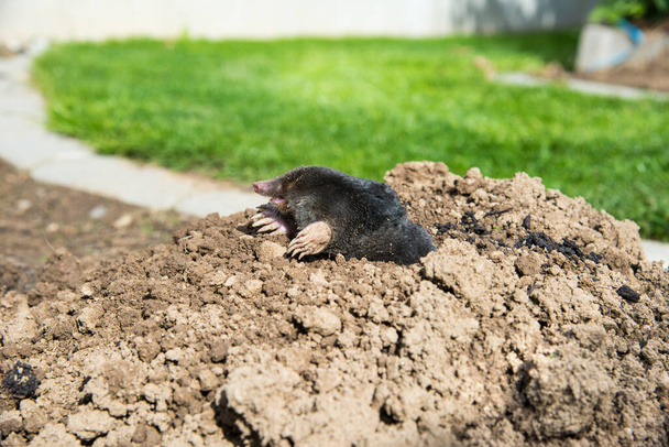 European mole destroying lawn in the garden - Photo, Image