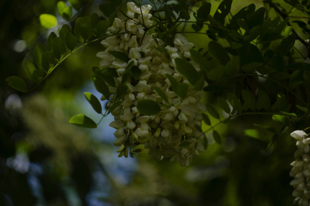 Rama de acacia Robinia pseudoacacia es abundante floreciendo con flores blancas. Falsa acacia. Primer plano. Enfoque selectivo. - Foto, Imagen