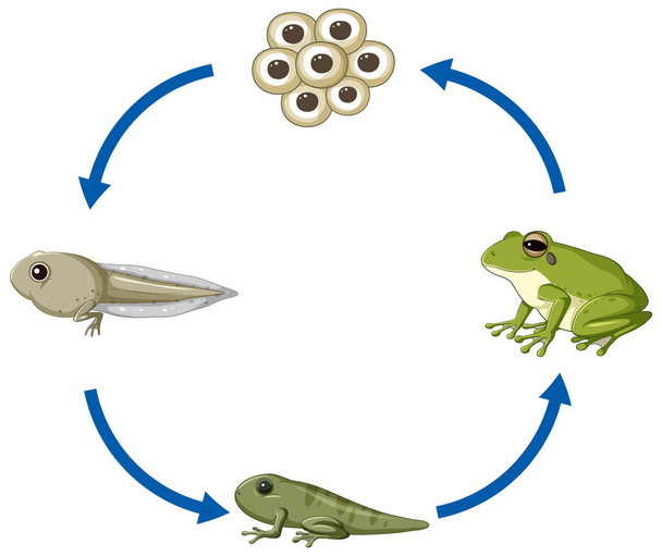 Ilustração do diagrama do ciclo de vida da rã
 - Vetor, Imagem