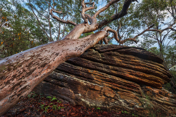 Дерево упало на скалу в лесу после обильного дождя - Фото, изображение