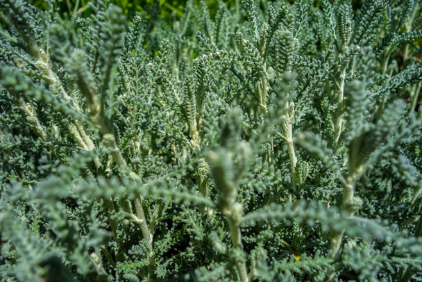 Full frame sunny illuminated green cotton lavender plant vegetation - Photo, Image