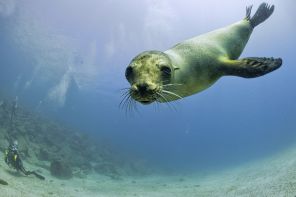 Cachorro león marino bajo el agua mirándote
 - Foto, imagen
