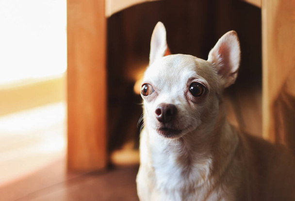 Kahverengi, suçlu, kısa saçlı, Chihuahua köpeğinin ahşap köpek kulübesinde oturduğu görüntüyü kapat.. - Fotoğraf, Görsel