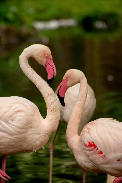 Gorgeous Flamingo birds. Tropical Theme Wallpaper with Flamingos. Summer Natural background. - Photo, Image