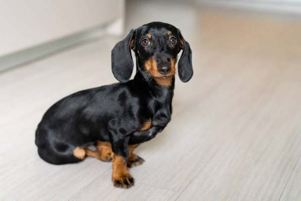 Portrait of a dachshund puppy dog sitting on the floor at home looking at camera - Foto, afbeelding