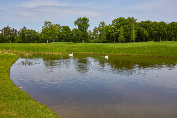 Озеро с плавающими птицами в воде, пруд с утками и лебеди вокруг тростника и зеленый газон на заднем плане лиственные деревья
. - Фото, изображение