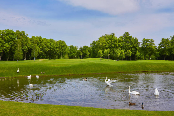 Озеро с плавающими птицами в воде, пруд с утками и лебеди вокруг тростника и зеленый газон на заднем плане лиственные деревья
. - Фото, изображение