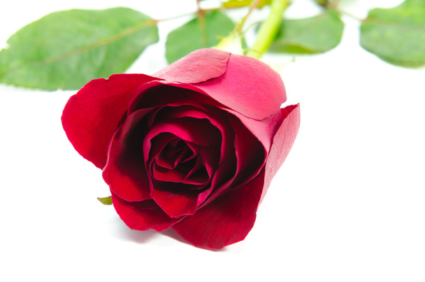 червона троянда ізольована на білому тлі
 - Фото, зображення