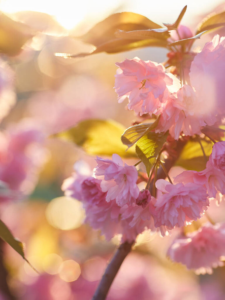 Belle fleur de cerisier japonais avec des boutons floraux rose foncé et de jeunes fleurs en plein essor. fond bokeh. Faible profondeur de champ pour une sensation de rêve. - Photo, image
