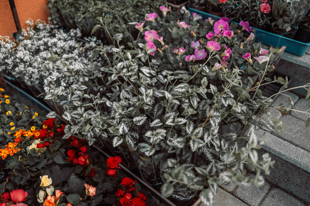 Цветочный магазин с цветами экзотических растений на полках. Цветущие растения стоят в стойках перед рынком или в оранжерее - Фото, изображение