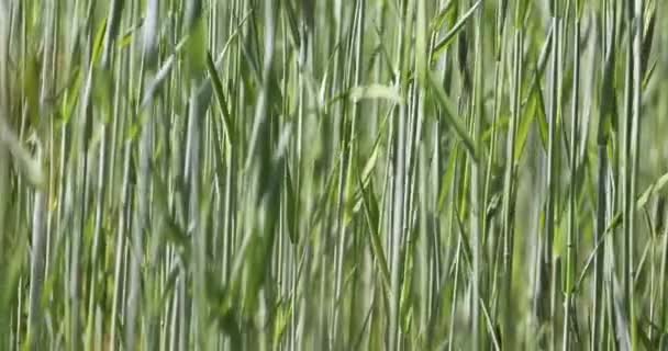 groene korenstengels in het veld. Boeren. toekomstige oogst. - Video