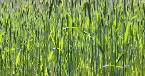 太陽に対する午後の暑い日の穀物の芽からの自然な背景下からの眺め - 映像、動画