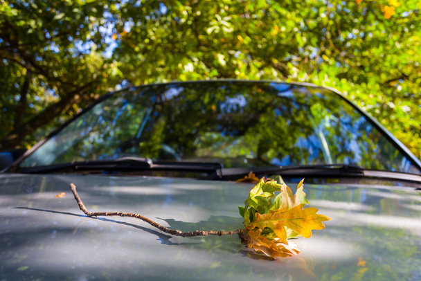 closeup red oak tree lie on car, outdoor car camping scene - Zdjęcie, obraz