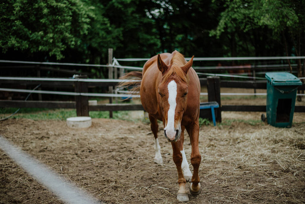horse in a paddock - Foto, Imagen