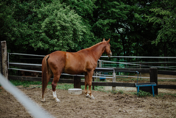 caballo en el paddock - Foto, Imagen