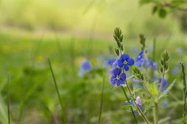 Niebieskie kwiaty Veronica chamaedrys (niemiecki speedwell, ptasie oko speedwell lub oczy kota) na zielonym nieostrym tle. Piękna roślina lecznicza w środowisku naturalnym - Zdjęcie, obraz