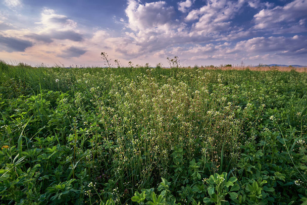 Egy csapat Capsella egy nyári réten, vad zöld füvek között. Természetes környezetben fogyasztható és gyógynövény - Fotó, kép