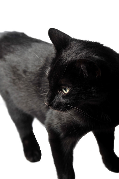 Czarny kot kobiece kobieta na białym tle w studio - Zdjęcie, obraz