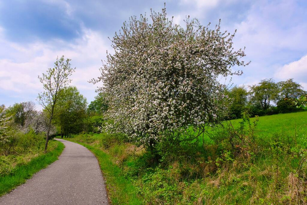 Новая тропа и красивые деревья, дорожка для бега или ходьбы и езды на велосипеде. Цветущее дерево - Фото, изображение