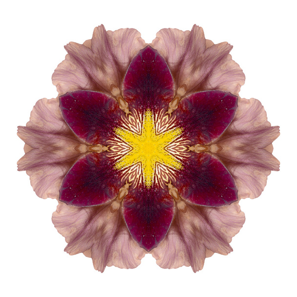 Flower mandala isolated on white background - Photo, Image