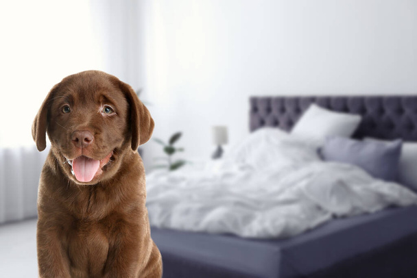 Adorable puppy in bedroom, space for text. Pet friendly hotel - Foto, afbeelding