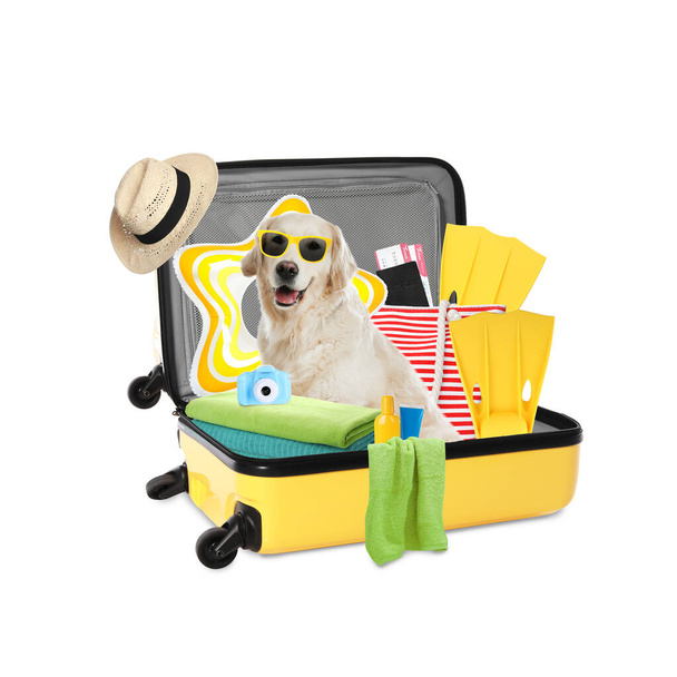 Cute dog and summer vacation items in suitcase on white background. Travelling with pet - Φωτογραφία, εικόνα