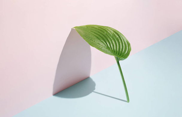 Słoneczny zielony liść opierający się na pastelowej różowej ścianie na niebieskim tle. Kreatywna minimalna koncepcja natury. - Zdjęcie, obraz