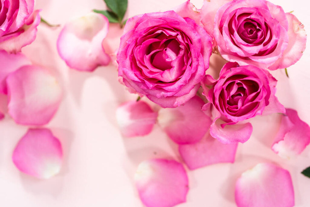 Flat lay. Pink roses and rose petals on a pink background. - Fotoğraf, Görsel