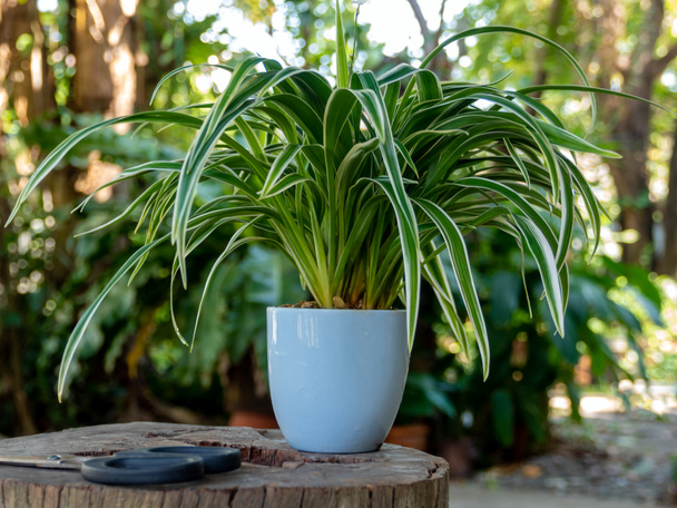 The Spider Plant in small pots to decorate the garden - Photo, Image
