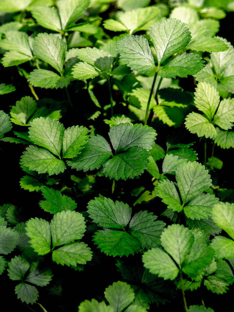 The Mock Strawberry plant for ground cover in the garden - Photo, Image
