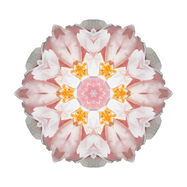 Flower mandala isolated on white background - Foto, imagen