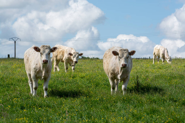 Stádo krav odpočívajících na pastvinách zelené trávy, mléka, sýrů a masa v Normandii, Francie - Fotografie, Obrázek