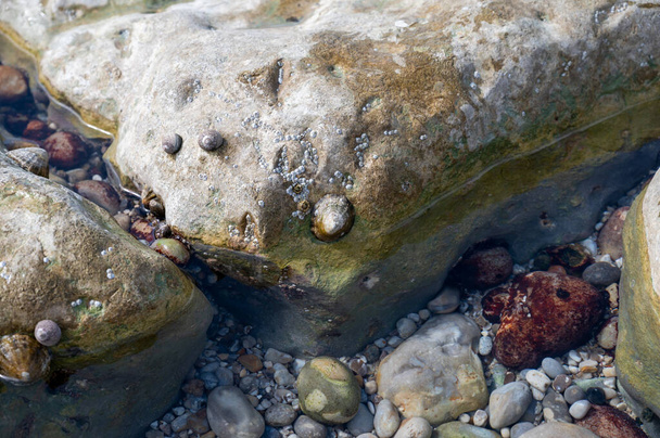 Jadalne mięczaki morskie Patella caerulea, gatunek jaszczurki z rodziny Patellidae podczas odpływu w Etretat, Normandia, Francja - Zdjęcie, obraz