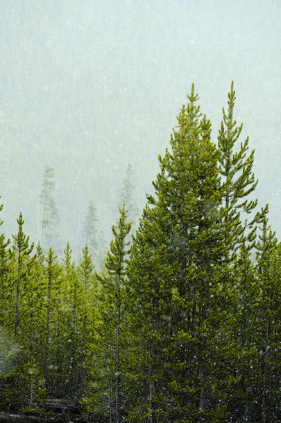 Pine trees in forest wilderness during snow storm blizzard falling - 写真・画像