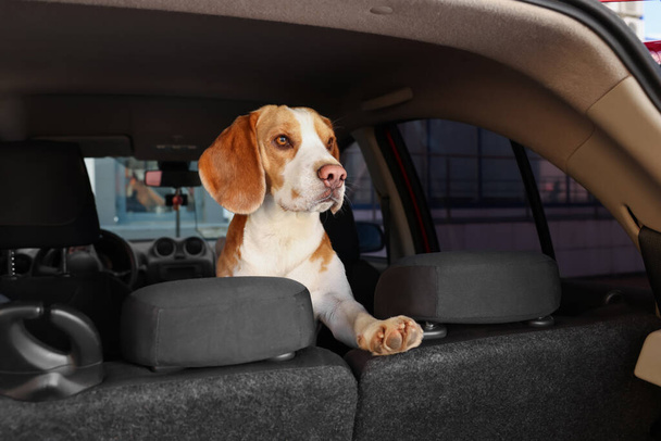 Cute Beagle dog in car. Adorable pet - Fotoğraf, Görsel