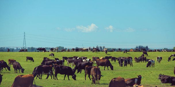 Dobytčí farma na Jižním ostrově Nový Zéland - Fotografie, Obrázek