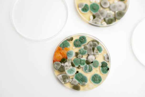 Mold samples on white background. A petri dish with colonies of microorganisms for bacteriological analysis in a microbiological laboratory. Close up view of mould - Foto, imagen