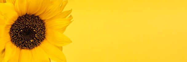 Beautiful yellow sunflower, banner with copy space. Wide panoramic header - 写真・画像