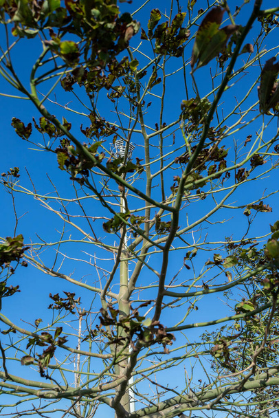 Дерево в силуэте и красивом голубом небе. Колумбия - Фото, изображение