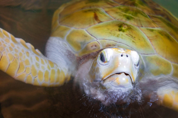 White albino sea turtle hawksbill sea turtle loggerhead sea turtle swims in pool in Turtle breeding station conservation Center in Bentota Sri Lanka. - 写真・画像